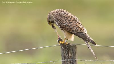 R6II2844-Torenvalk.jpg