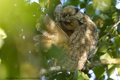 Ransuil / Long-eared Owl 