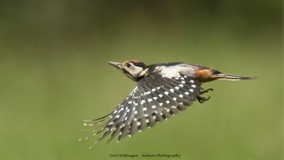Grote Bonte Specht / Great Spotted Woodpecker