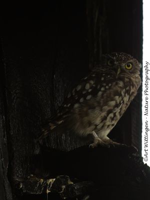 Steenuil / Little owl