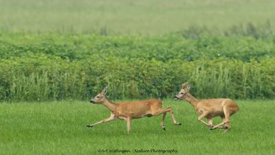 Capreolus capreolus / Ree / Roe Deer