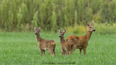 Capreolus capreolus / Ree / Roe Deer