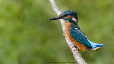 Alcedo atthis / IJsvogel / Kingfisher