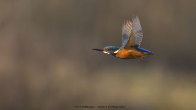 IJsvogel / Common Kingfisher