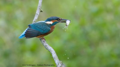 Alcedo atthis / IJsvogel / Kingfisher