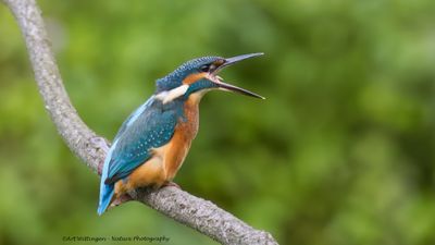 Alcedo atthis / IJsvogel / Kingfisher