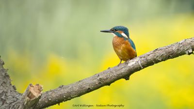 Alcedo atthis / IJsvogel / Kingfisher