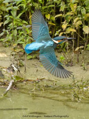 IJsvogel / Common Kingfisher