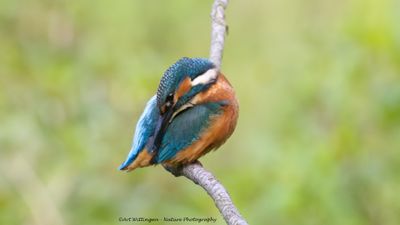 R6II5399-IJsvogel.jpg