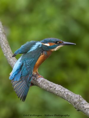R6II5170-IJsvogel.jpg