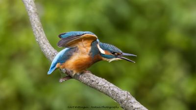 R6II5137-IJsvogel.jpg