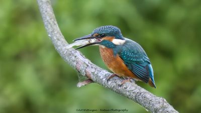 R6II4988-IJsvogel.jpg