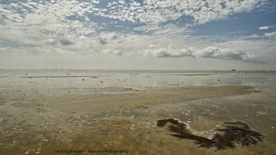 R6II5819 Terschelling.jpg