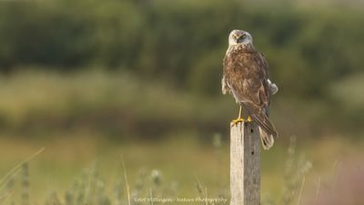 Circus Aeruginosus / Bruine Kiekendief / Western Marsh Harrier