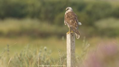 Bruine Kiekendief / Western Marsh Harrier