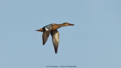 R6II5980-Slobeend.jpg