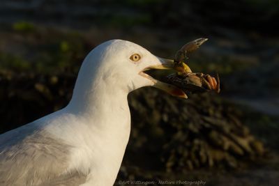 R6II5996-Zilvermeeuw crop.jpg