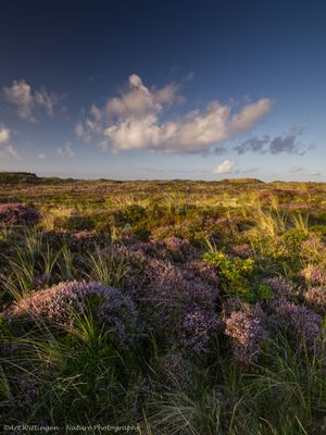 R6II6347 Landerumer heide.jpg