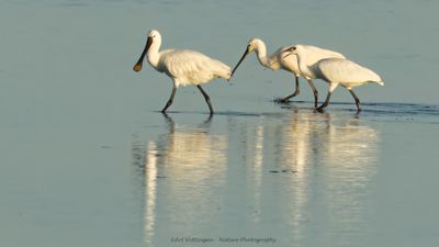 R6II6739-Lepelaar.jpg