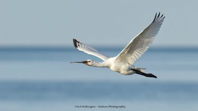Platalea Leucorodia / Lepelaar / Eurasian Spoonbill