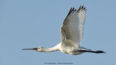Platalea Leucorodia / Lepelaar / Eurasian Spoonbill
