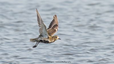 Goudplevier / Golden Plover