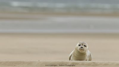 Phoca vitulina / Gewone Zeehond / Common seal 