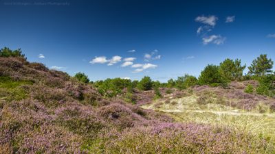 R6II0125 Heide.jpg