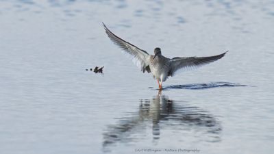 Tringa totanus / Tureluur / Common Redshank