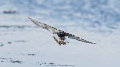 Steenloper / Turnstone