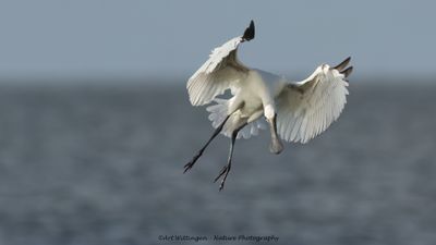 Platalea Leucorodia / Lepelaar / Eurasian Spoonbill