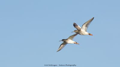 Tringa totanus / Tureluur / Common Redshank