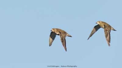 R6II2371-Goudplevier.jpg