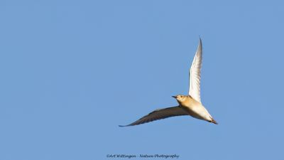 R6II2311-Kanoet.jpg