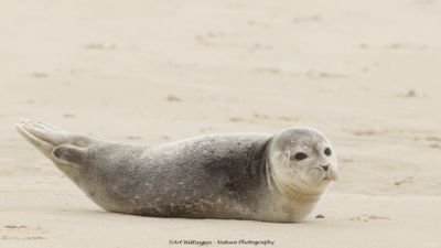R6II9557-Zeehond.jpg