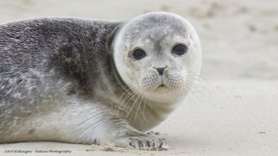 R6II9575-Gewone Zeehond.jpg