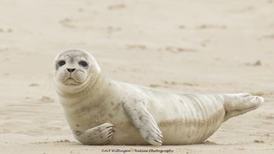 R6II9637-Gewone Zeehond.jpg