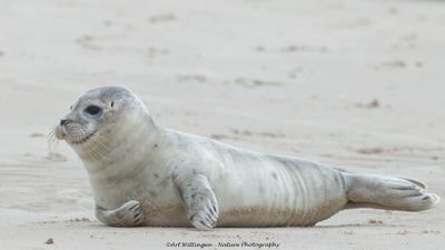 R6II9645-Gewolne Zeehond.jpg