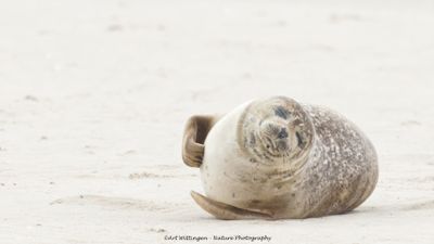R6II9753-Grijze Zeehond.jpg