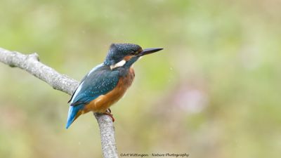 Alcedo atthis / IJsvogel / Kingfisher