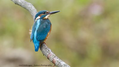 Alcedo atthis / IJsvogel / Kingfisher