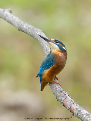 Alcedo atthis / IJsvogel / Kingfisher