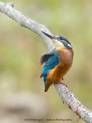 Alcedo atthis / IJsvogel / Kingfisher