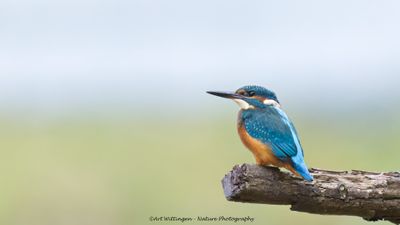 Alcedo atthis / IJsvogel / Kingfisher