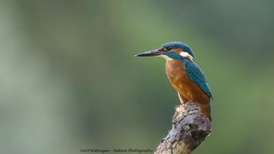 Alcedo atthis / IJsvogel / Kingfisher