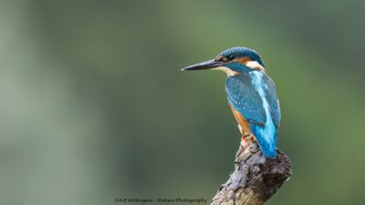 Alcedo atthis / IJsvogel / Kingfisher