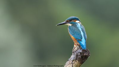 Alcedo atthis / IJsvogel / Kingfisher