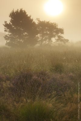 R6II3541-R6II3544 Sunrise mist.jpg