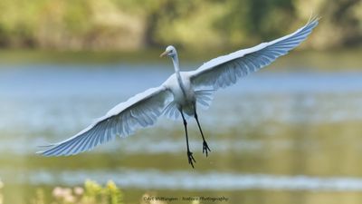 Grote Zilverreiger / Great White Heron
