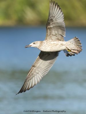 R6II4171-Pontische meeuw.jpg